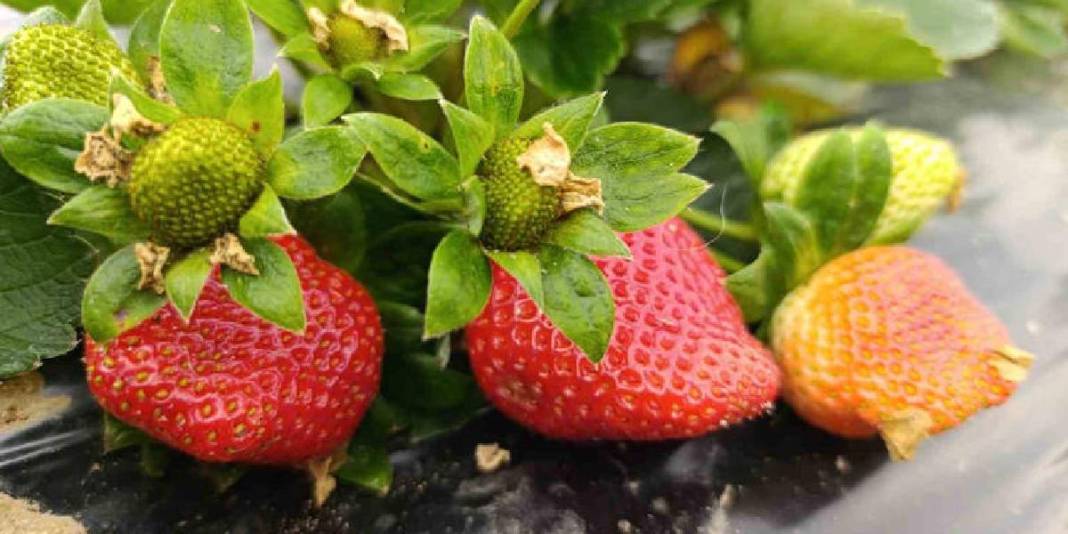 4 mevsim yetişiyor, Aralık ayında bile talep patlıyor! Kilosu 200 TL: İsteyen pazardan isteyen tarladan alıyor 5